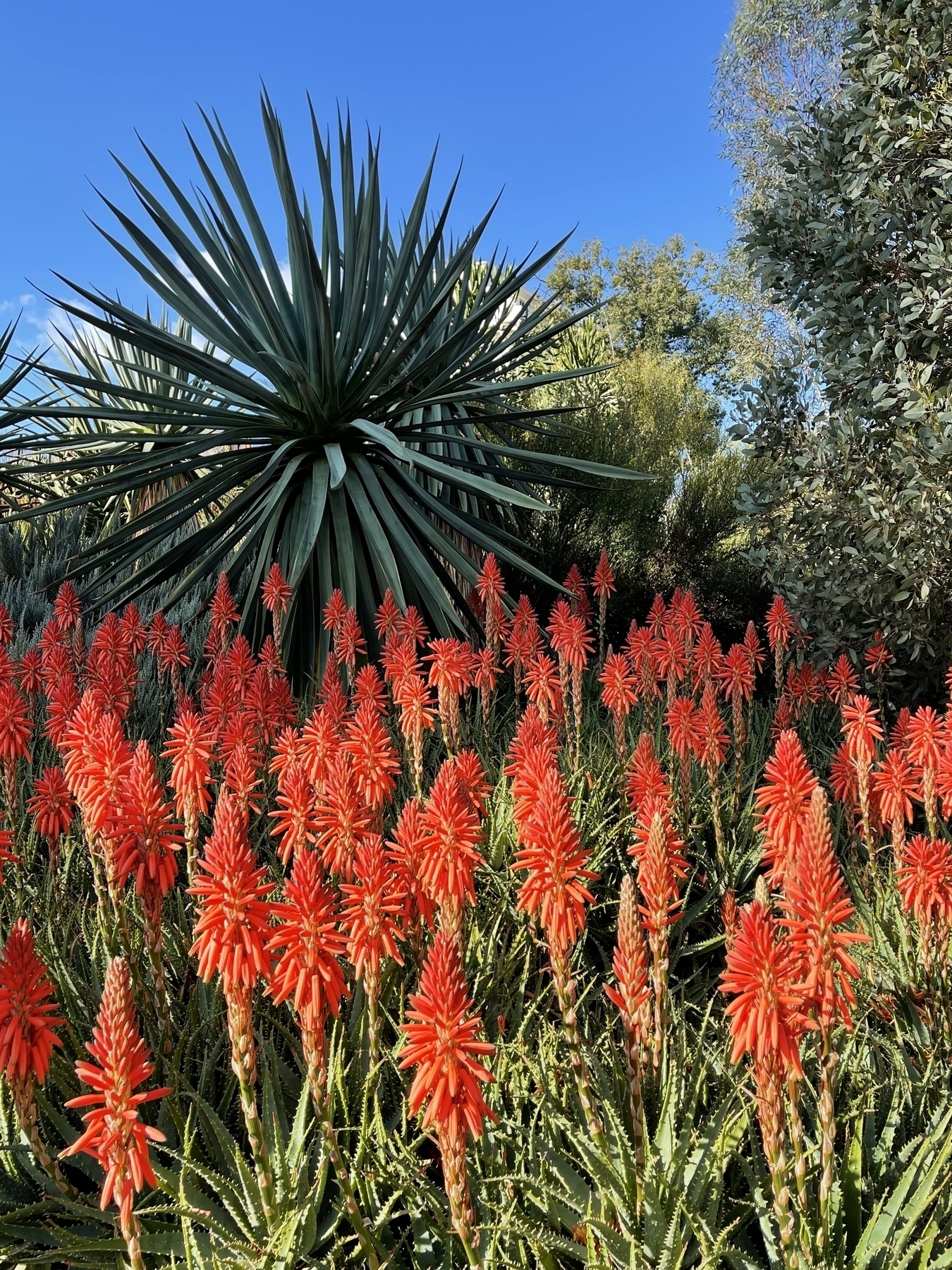 Botanical Gardens, Melbourne, Australia