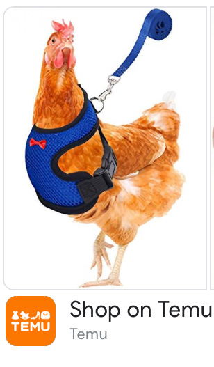 A chicken wearing a chest harness clipped to a dog leash.&10;